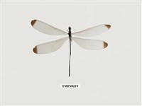 藏品(中華珈蟌南台亞種)的圖片